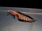 red barito fish