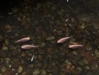 Red Belly Albino Pacu