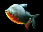 Red Belly Pacu