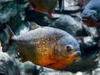 Red Belly Piranha