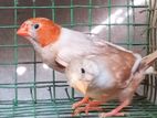 Red body finches