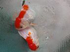 Red Cap Gold Fish