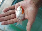 Red Cap Gold Fish