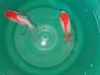 RED CAP GOLD FISH