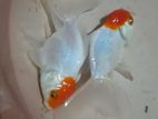 RED CAP GOLD FISH පැටවු