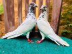 Red Cap Pair Pigeon