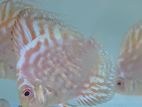 Red Checkerboard Discus Fish