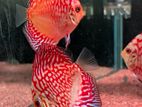 Discus Fish