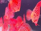 Discuss Fish