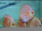 Red Checkerboard Discus