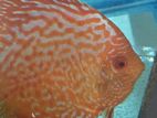 Red Checkerd Board Discus Fish