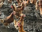 Red Chicken