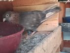Pigeons
