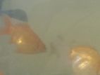Gold Fish