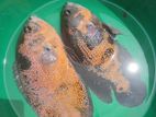 Red Copper Oscar Breeding Pair