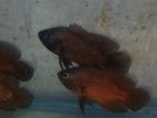 Red Copper Oscar Fish