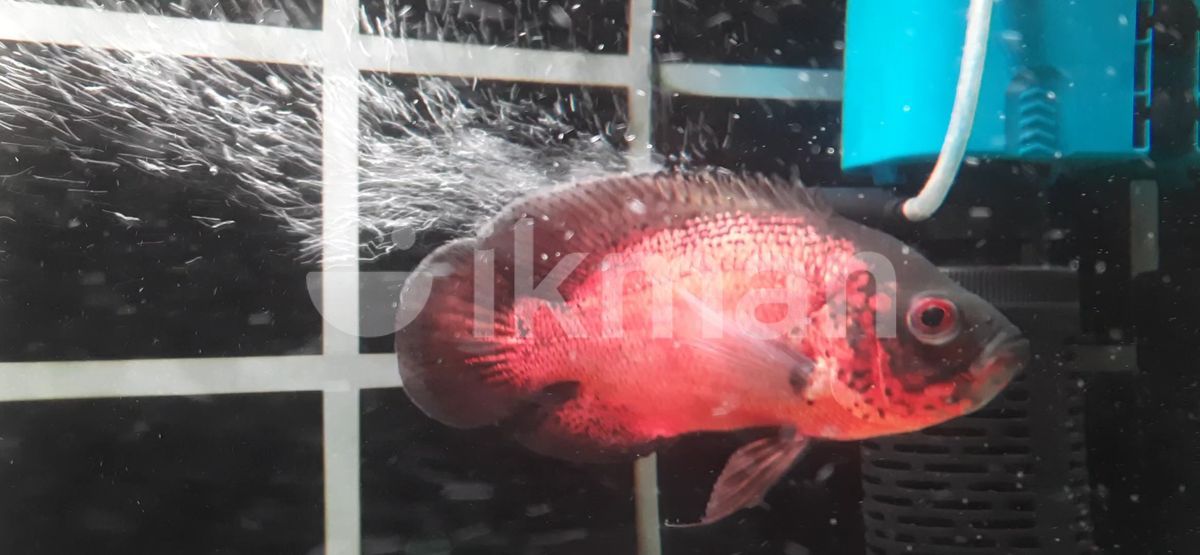 Red Copper Oscar for Sale in Colombo 14 | ikman