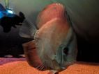 Red Cover Discus