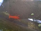 Red Crayfish