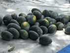 Red Watermelon