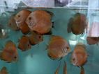 Red Discus Fish