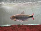 Red dorado (Brycon hilaari)