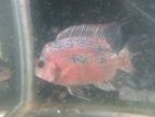 Red Dragan Flower Horn Fish