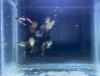 Red Dragon Guppy Fishes
