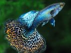 Red Dragon Hd Hm Guppy