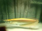 Red Ear Albino Arawana Fish