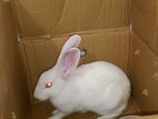 Rabbit (Female)