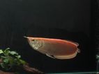 Red Eye Albino Arowana
