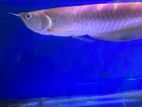 Red Eye Albino Arowana