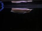 Red Eye Albino Arowana