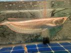 Red Eye Albino Arowana