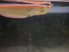 Red Eye Albino Arowana