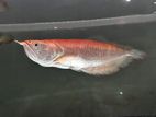 Red Eye Albino Arowana