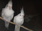 Red Eye Albino Cocktail Pair