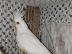 Red Eye Albino Female Bird