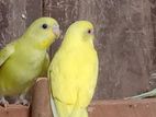 Red Eye and Rainbow Love Birds