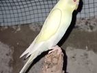 Red Eye Cremino Budgies