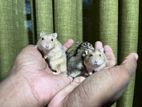 Red Eye Dwarf Hamster