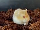 Red eye hamster