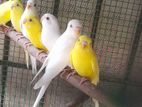Red eye Love bird