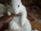 Red eye rabbit