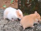Red Eye Syrian Hamsters