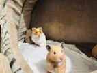 Red Eye Teddy Hamster