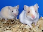 Red Eye Teddy Hamsters