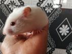 Red Eye White Hamster