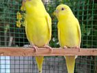 Red Eye Yellow Love Birds